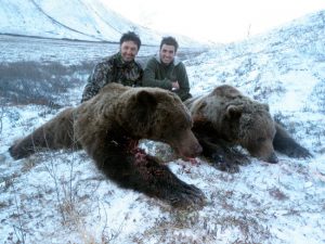 2 Grizzly Bears in the Snow